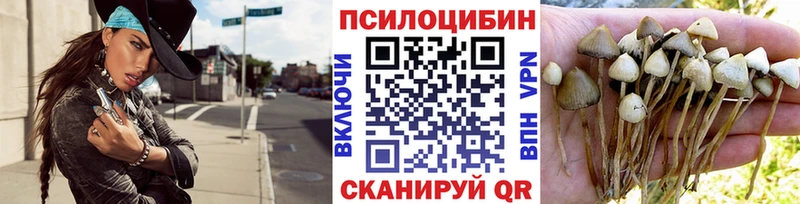 darknet Telegram  Никольское  Галлюциногенные грибы Psilocybine cubensis  продажа наркотиков 